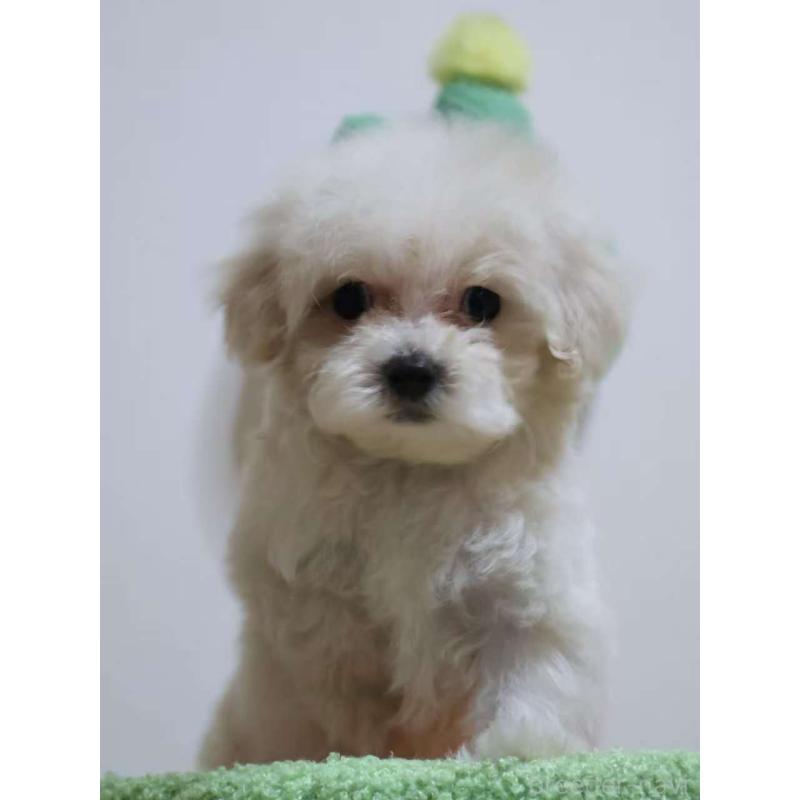 販売中の埼玉県のマルプー:マルチーズ×トイプードル-448476の2枚目