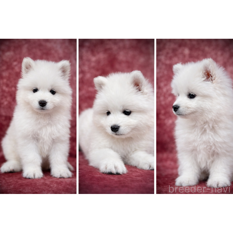 販売中の埼玉県のサモエド-448477の25枚目