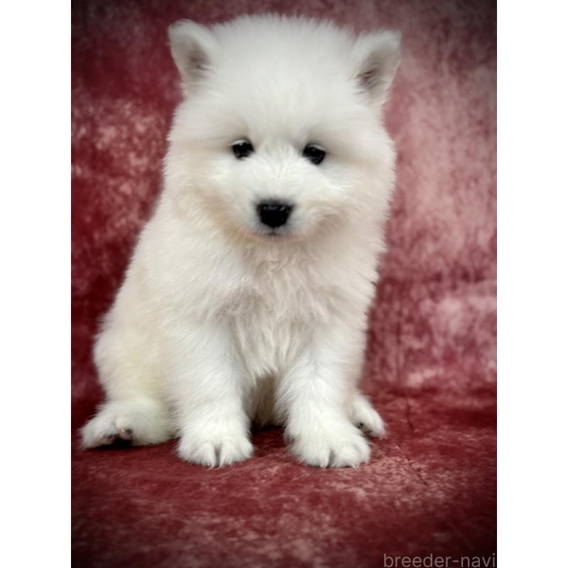 販売中の埼玉県のサモエド-448477の23枚目