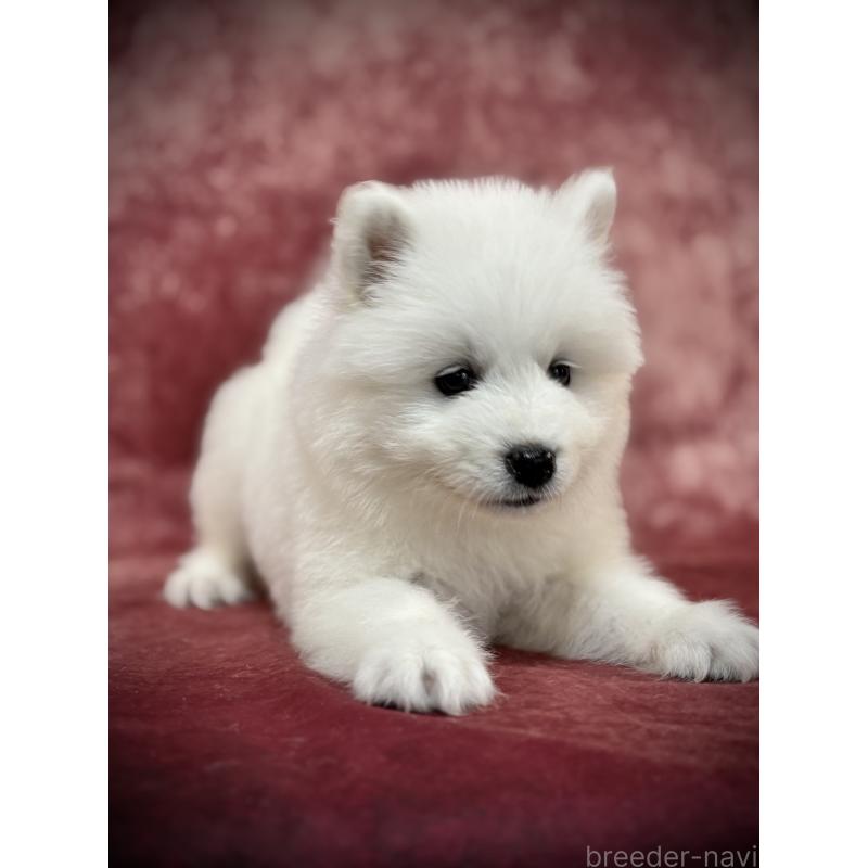 販売中の埼玉県のサモエド-448477の22枚目