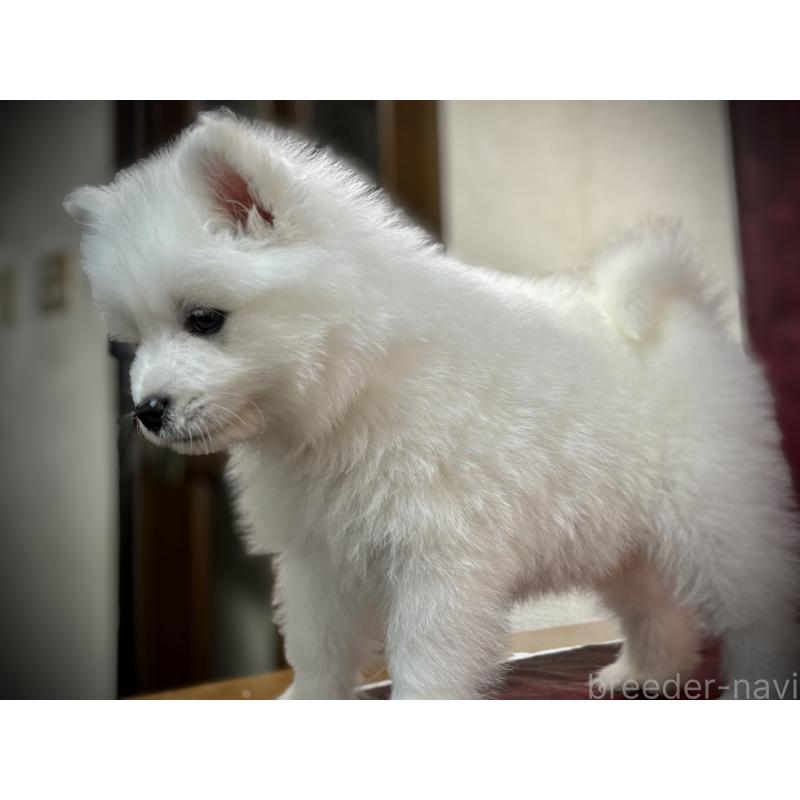 販売中の埼玉県のサモエド-448477の21枚目