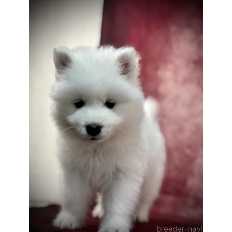 販売中の埼玉県のサモエド-448477の20枚目