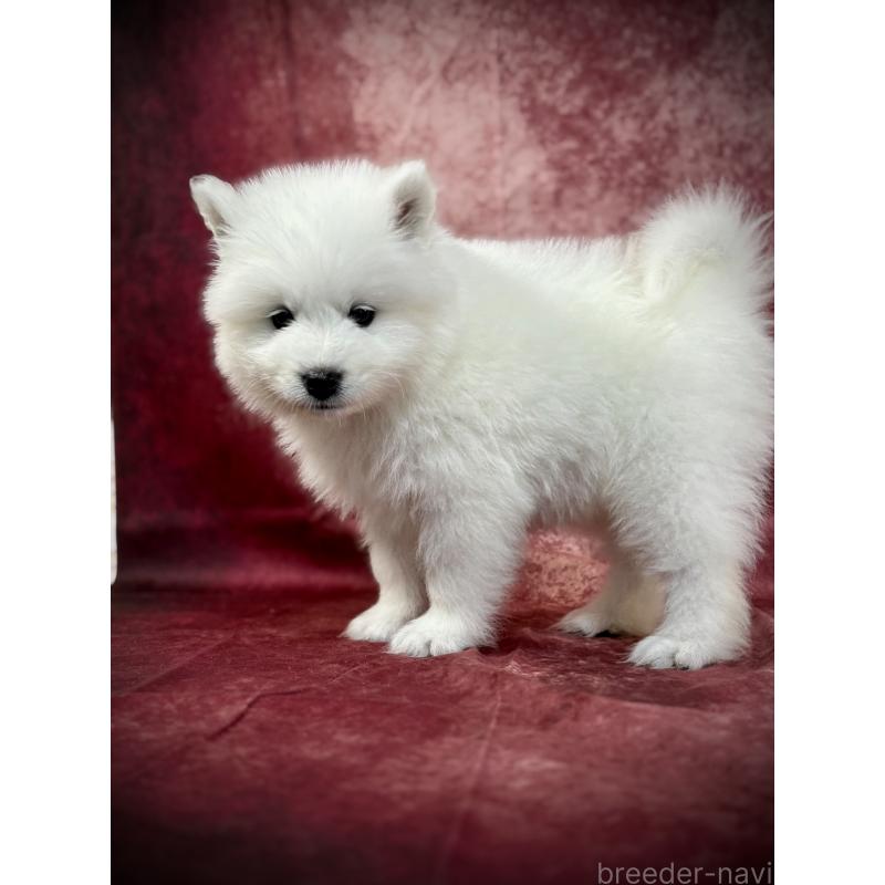 販売中の埼玉県のサモエド-448477の19枚目