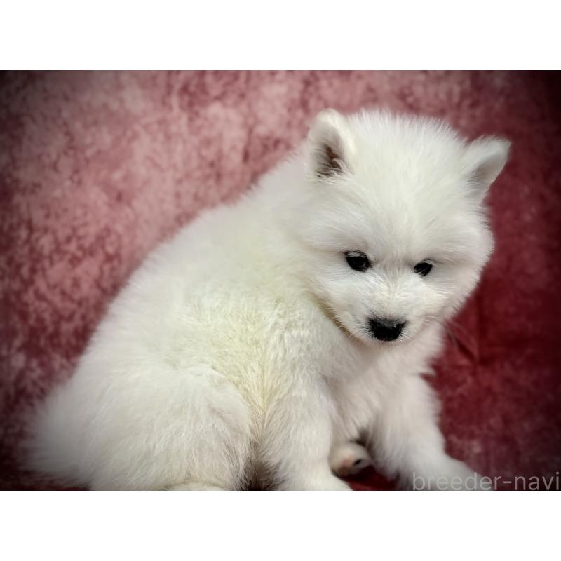 販売中の埼玉県のサモエド-448477の18枚目