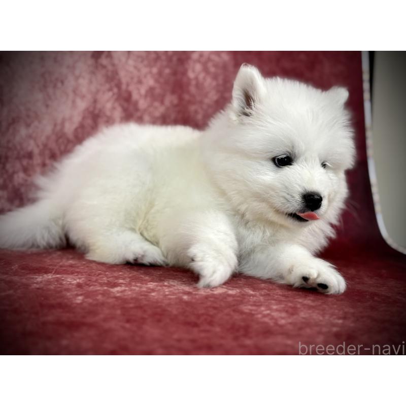 販売中の埼玉県のサモエド-448477の17枚目