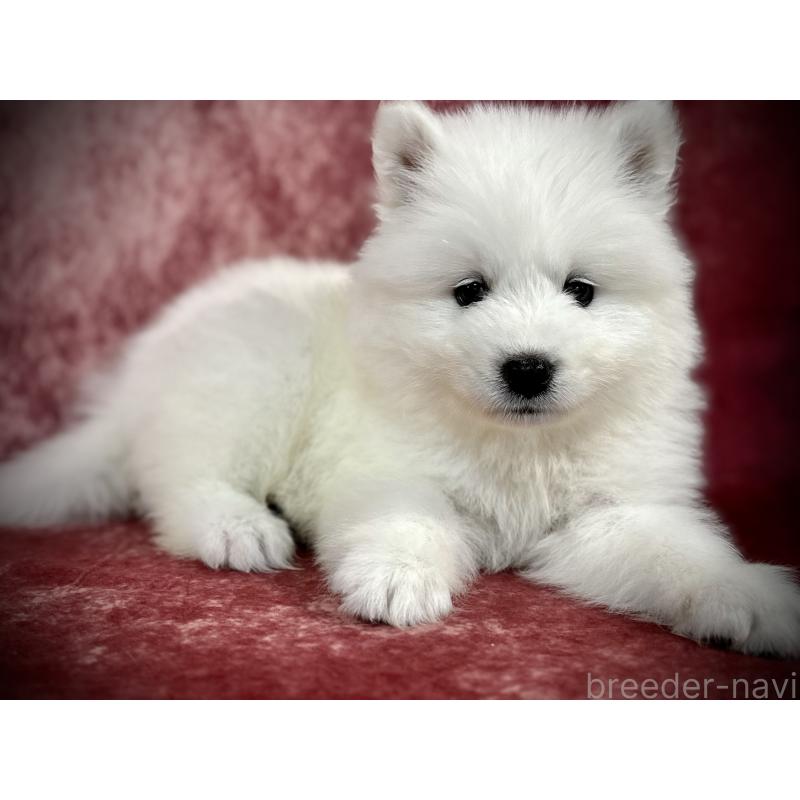 販売中の埼玉県のサモエド-448477の16枚目