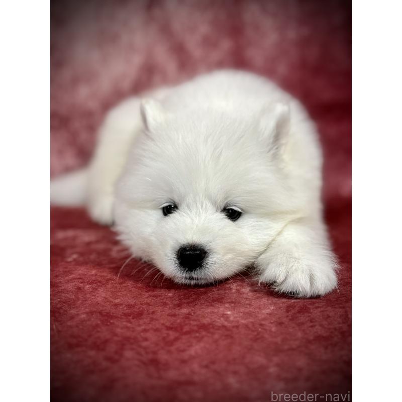 販売中の埼玉県のサモエド-448477の15枚目