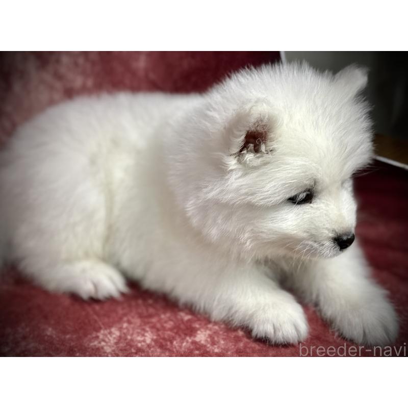 販売中の埼玉県のサモエド-448477の12枚目