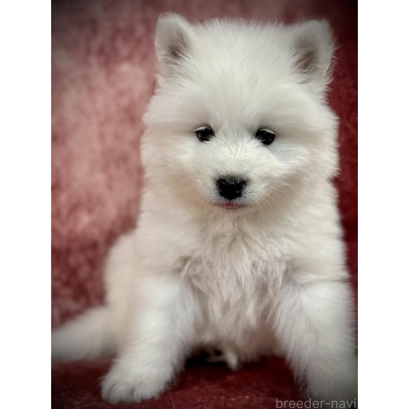 販売中の埼玉県のサモエド-448477の11枚目