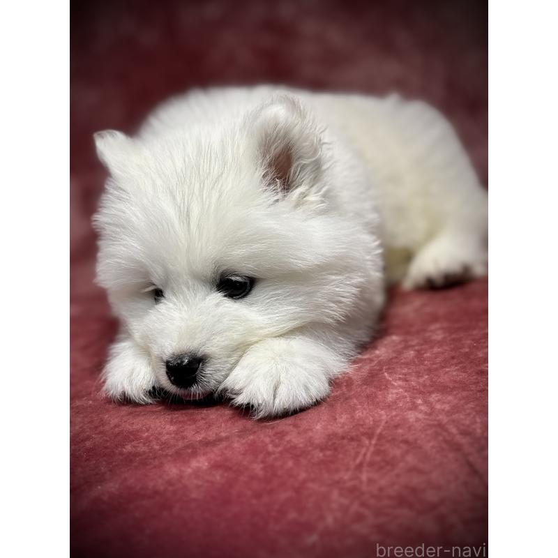 販売中の埼玉県のサモエド-448477の10枚目