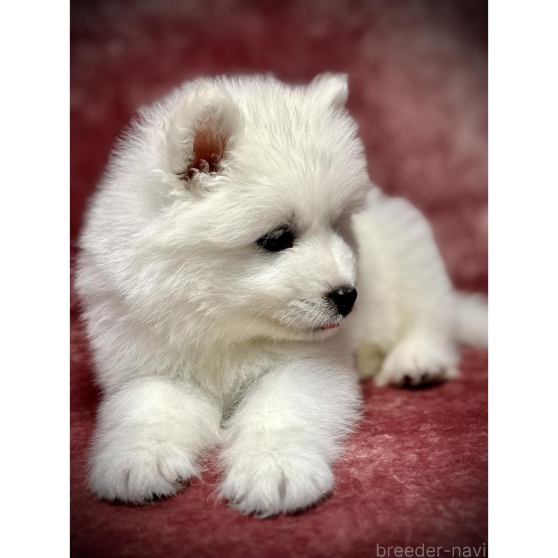 販売中の埼玉県のサモエド-448477の9枚目