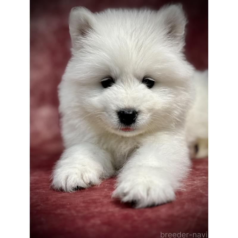 販売中の埼玉県のサモエド-448477の8枚目