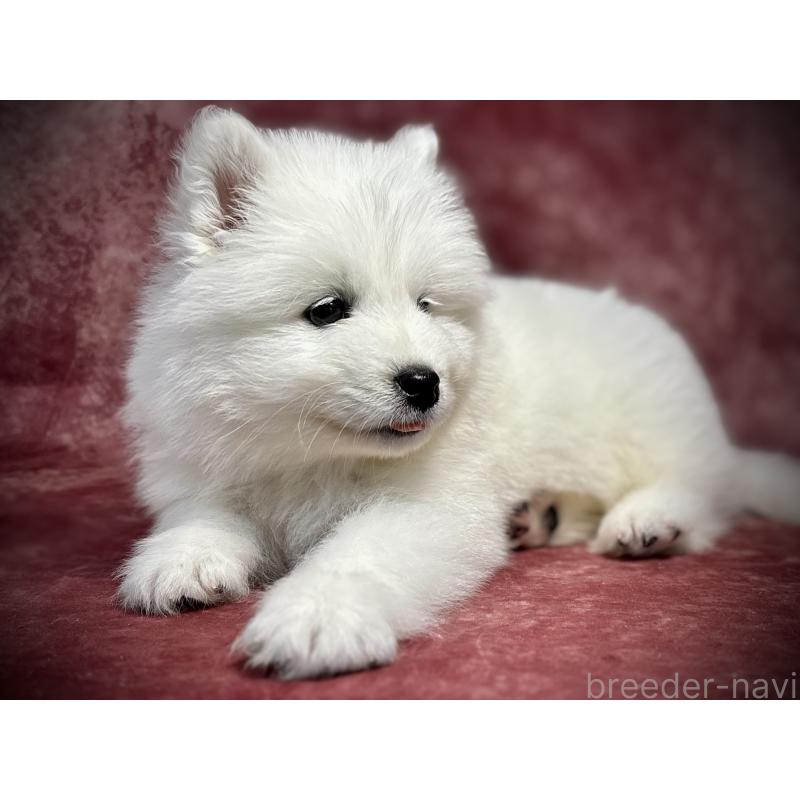 販売中の埼玉県のサモエド-448477の7枚目