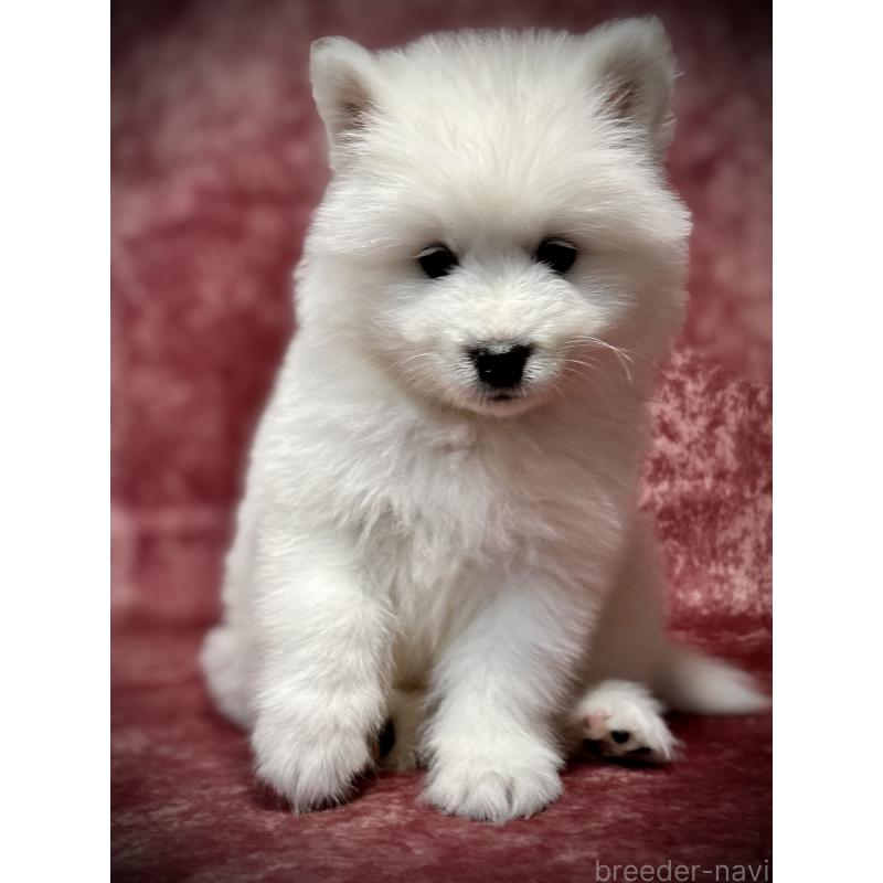 販売中の埼玉県のサモエド-448477の6枚目