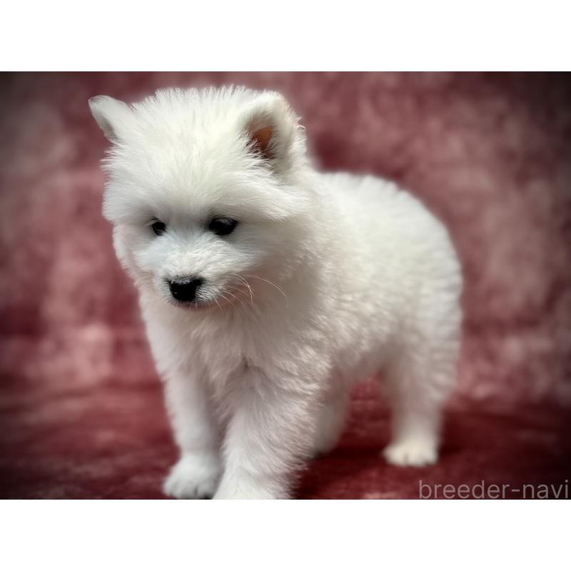 販売中の埼玉県のサモエド-448477の5枚目