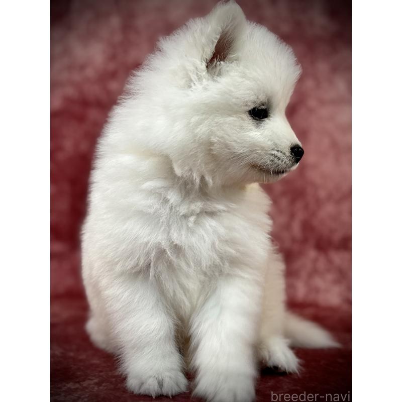 販売中の埼玉県のサモエド-448477の4枚目