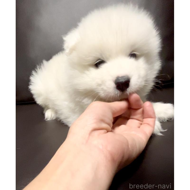 商談中の奈良県のサモエド-448299