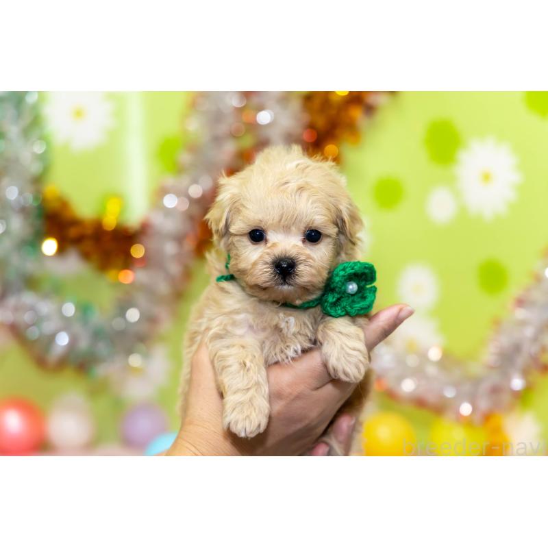 販売中の大分県のマルプー:マルチーズ×トイプードル-448330の9枚目