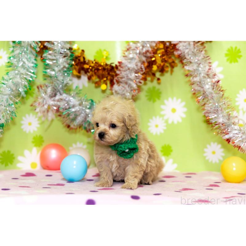 販売中の大分県のマルプー:マルチーズ×トイプードル-448330の8枚目