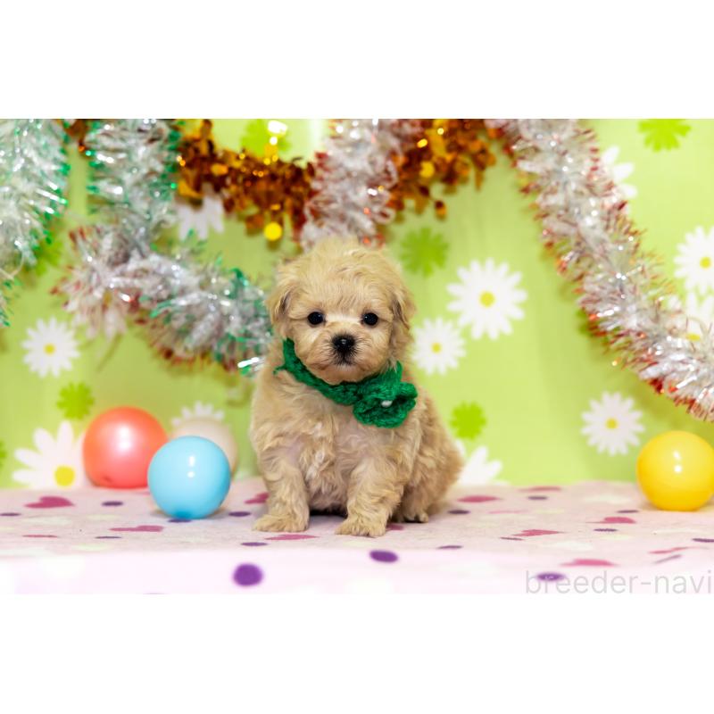 販売中の大分県のマルプー:マルチーズ×トイプードル-448330の7枚目