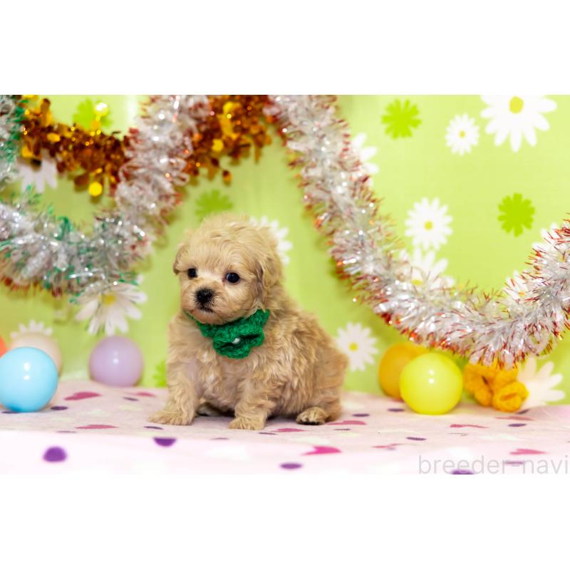 販売中の大分県のマルプー:マルチーズ×トイプードル-448330の6枚目