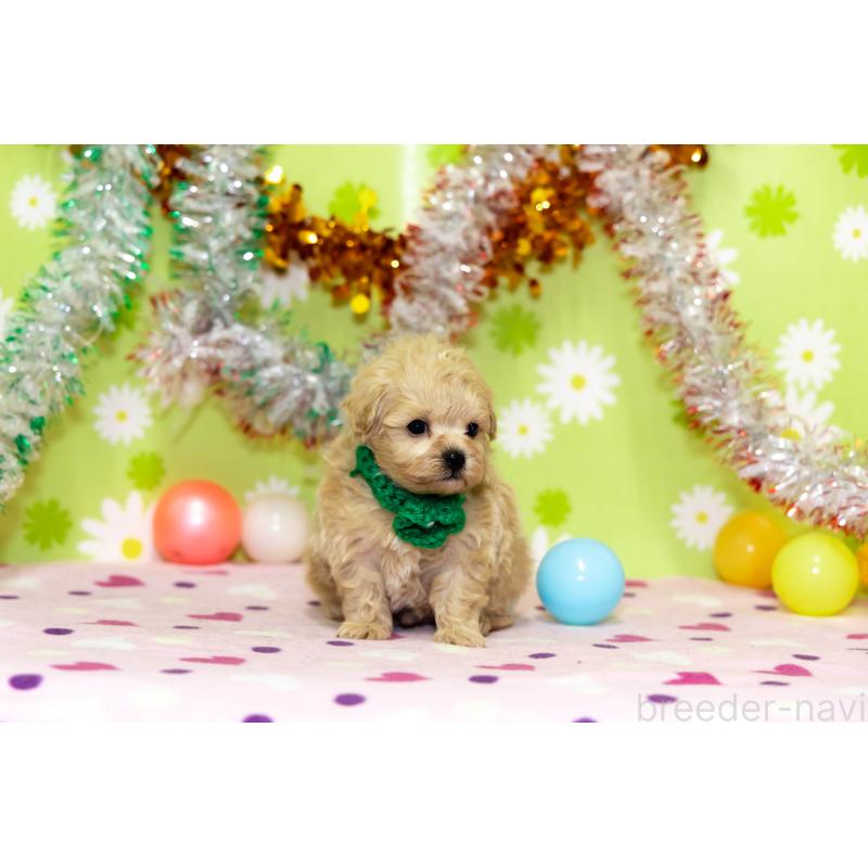 販売中の大分県のマルプー:マルチーズ×トイプードル-448330の4枚目