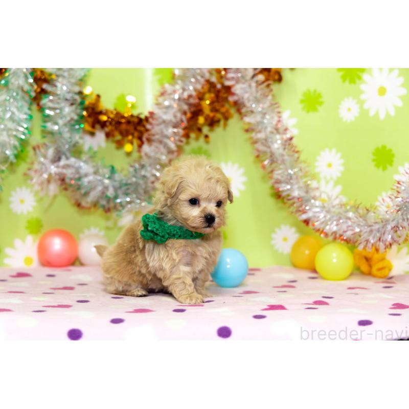 販売中の大分県のマルプー:マルチーズ×トイプードル-448330の3枚目