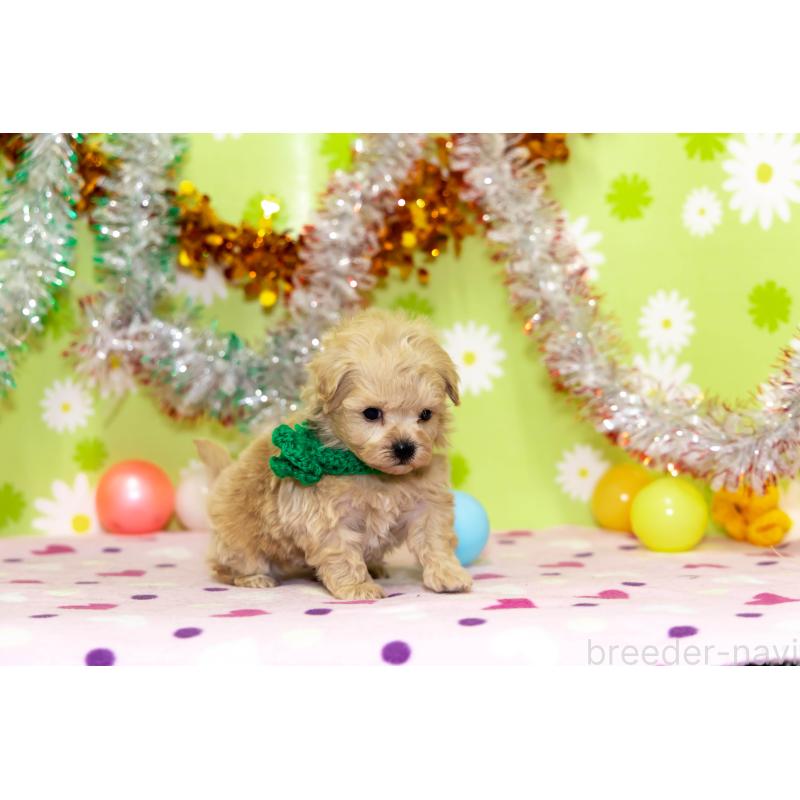 販売中の大分県のマルプー:マルチーズ×トイプードル-448330の2枚目