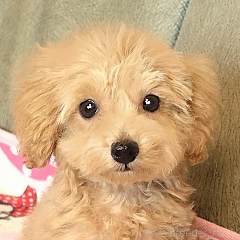 販売中の熊本県のマルプー:マルチーズ×トイプードル-448332の1枚目