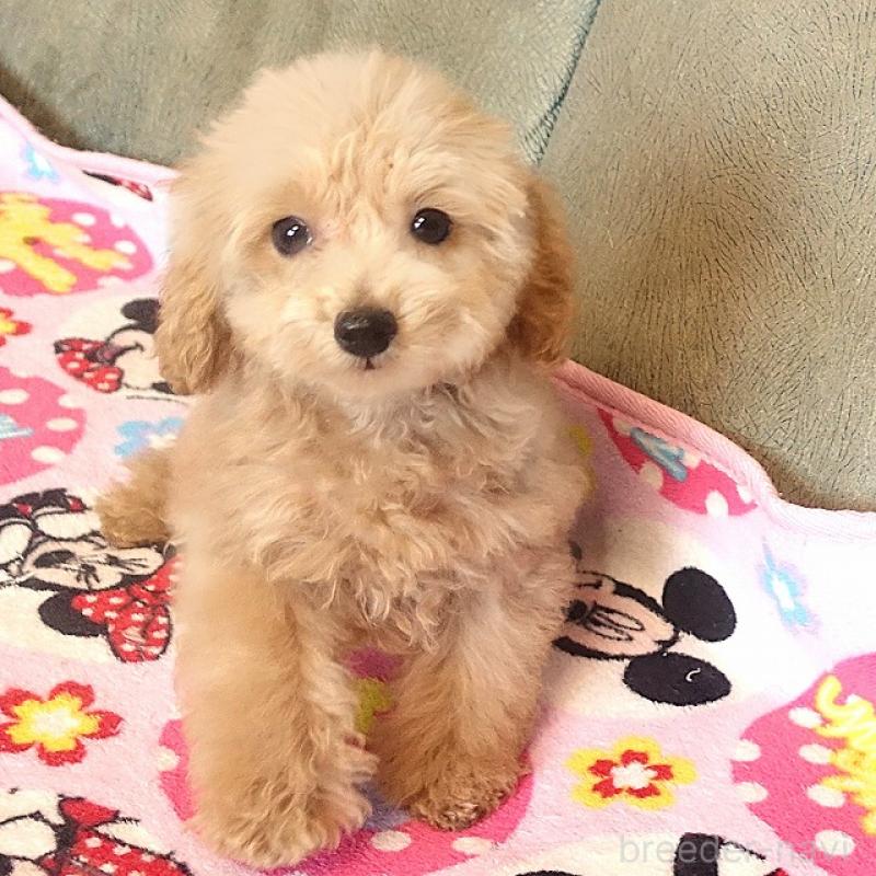 販売中の熊本県のマルプー:マルチーズ×トイプードル-448332の6枚目