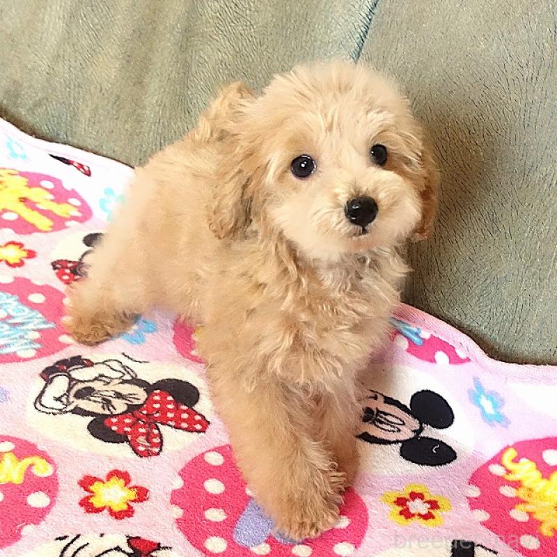 販売中の熊本県のマルプー:マルチーズ×トイプードル-448332の4枚目