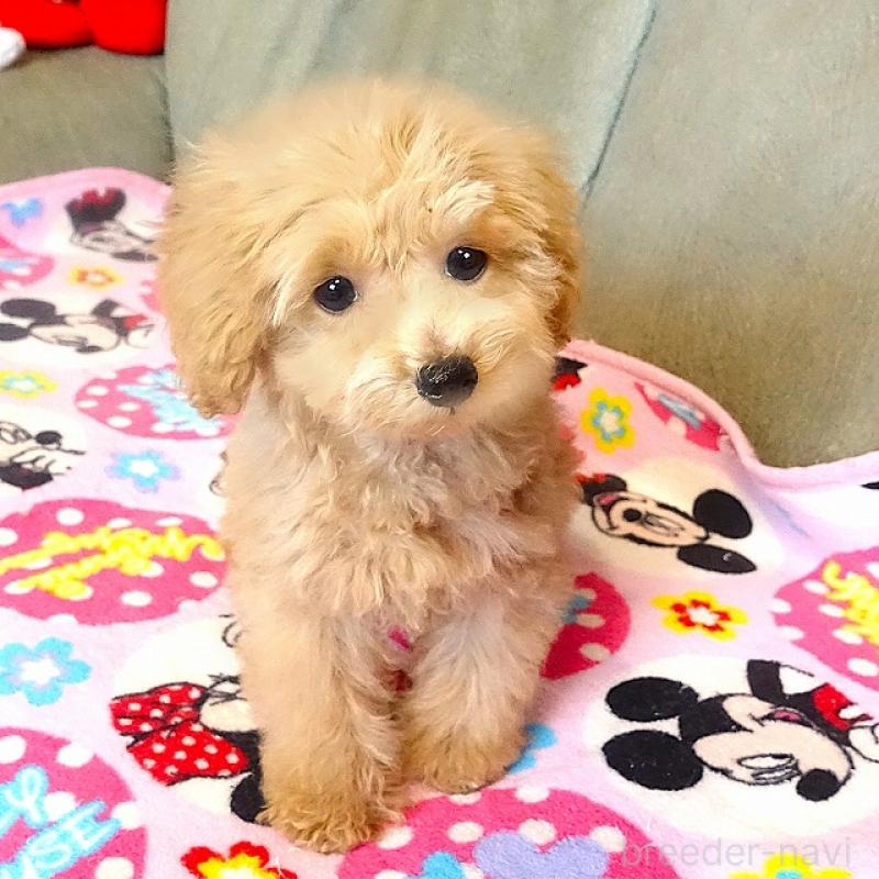 販売中の熊本県のマルプー:マルチーズ×トイプードル-448332の3枚目