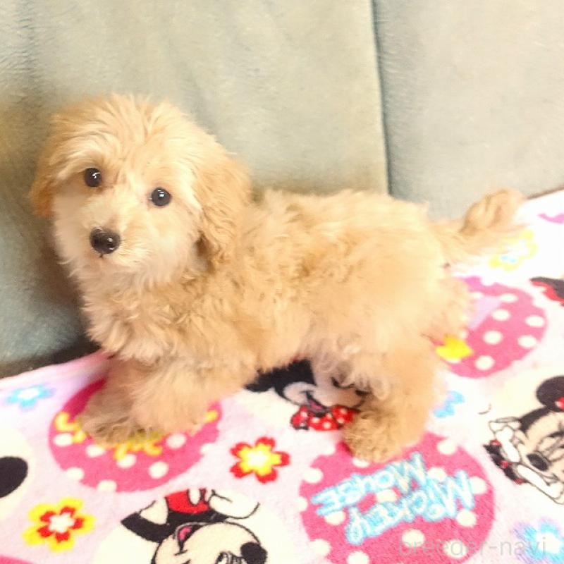 販売中の熊本県のマルプー:マルチーズ×トイプードル-448332の2枚目