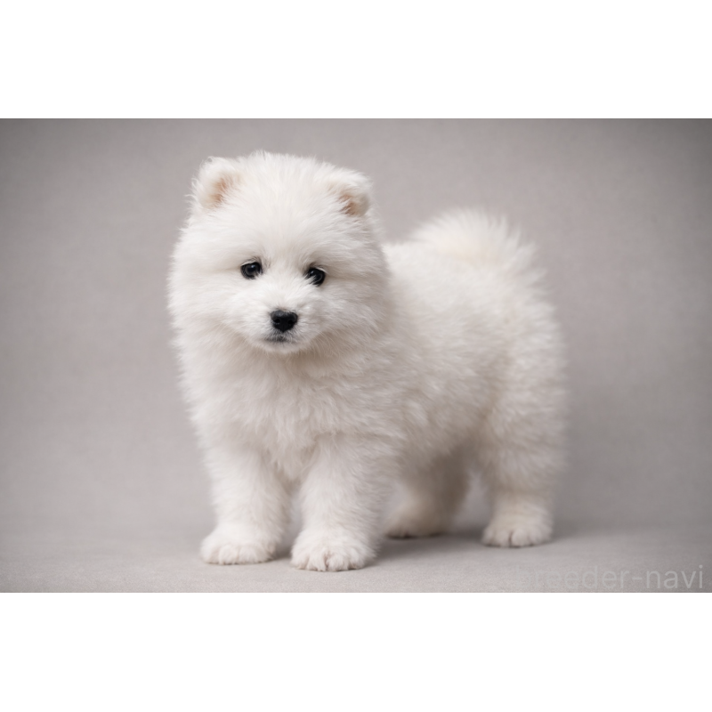 販売中の埼玉県のサモエド-448481の20枚目