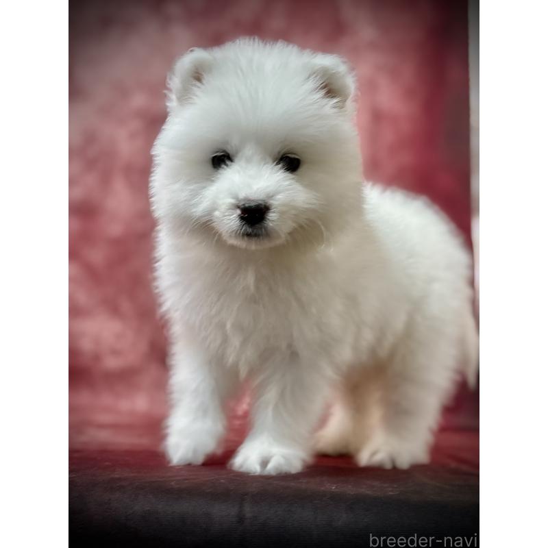 販売中の埼玉県のサモエド-448481の19枚目