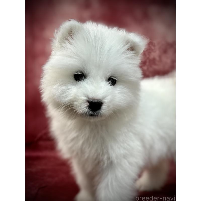 販売中の埼玉県のサモエド-448481の18枚目