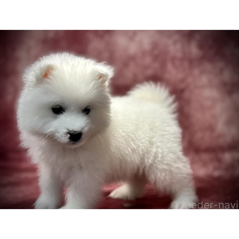 販売中の埼玉県のサモエド-448481の16枚目