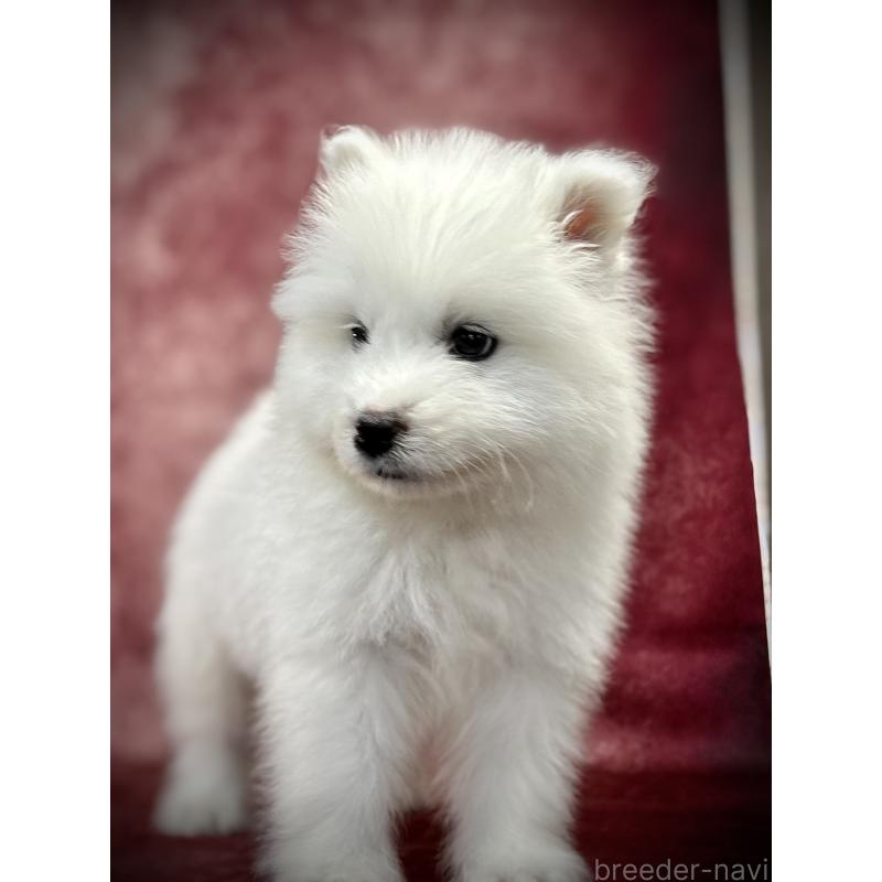 販売中の埼玉県のサモエド-448481の15枚目