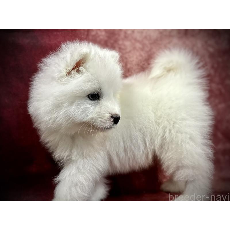 販売中の埼玉県のサモエド-448481の14枚目