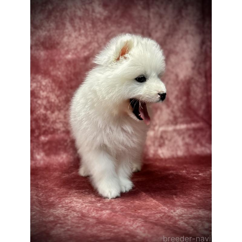 販売中の埼玉県のサモエド-448481の13枚目