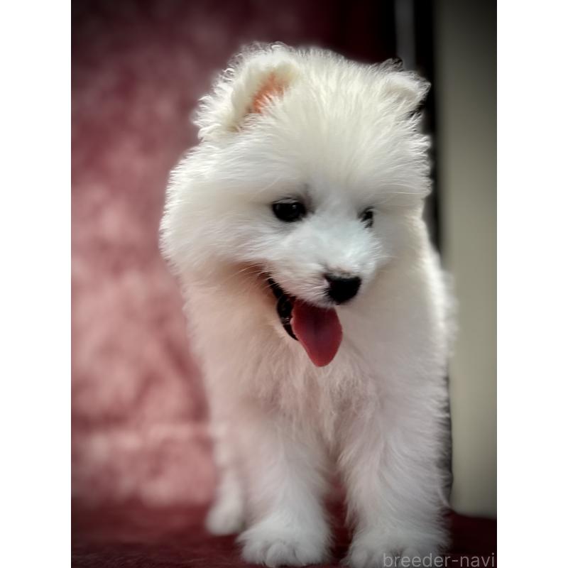 販売中の埼玉県のサモエド-448481の12枚目