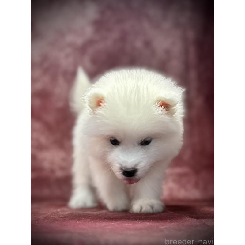 販売中の埼玉県のサモエド-448481の11枚目