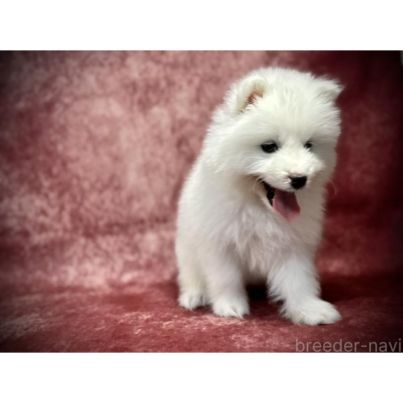 販売中の埼玉県のサモエド-448481の10枚目