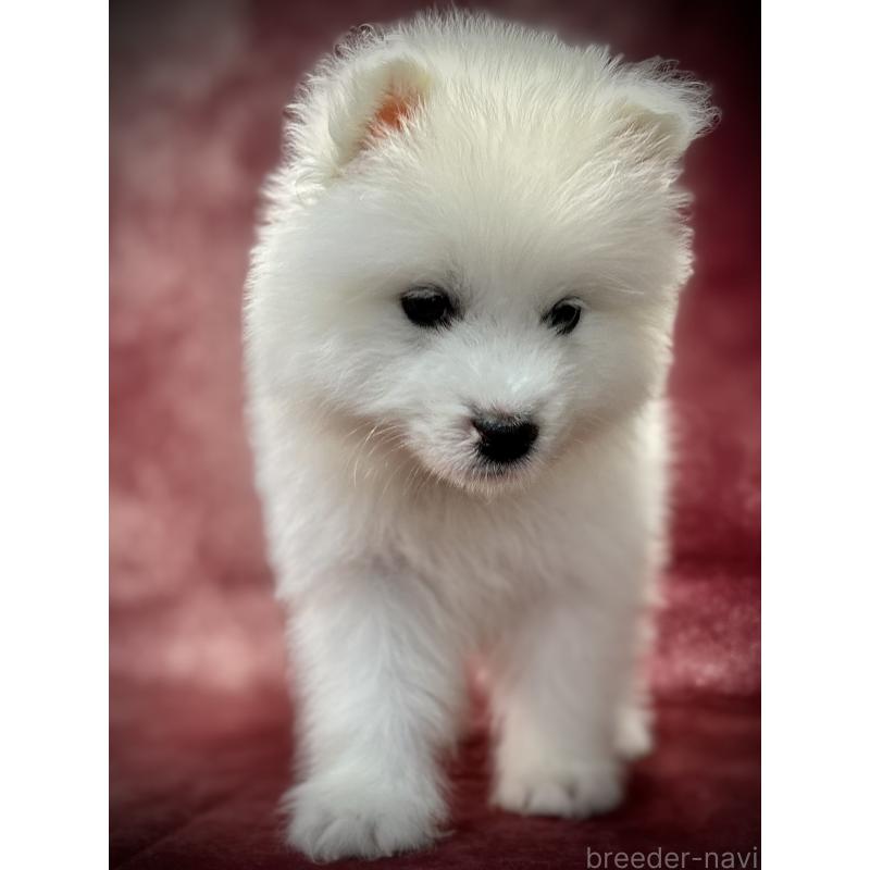 販売中の埼玉県のサモエド-448481の9枚目