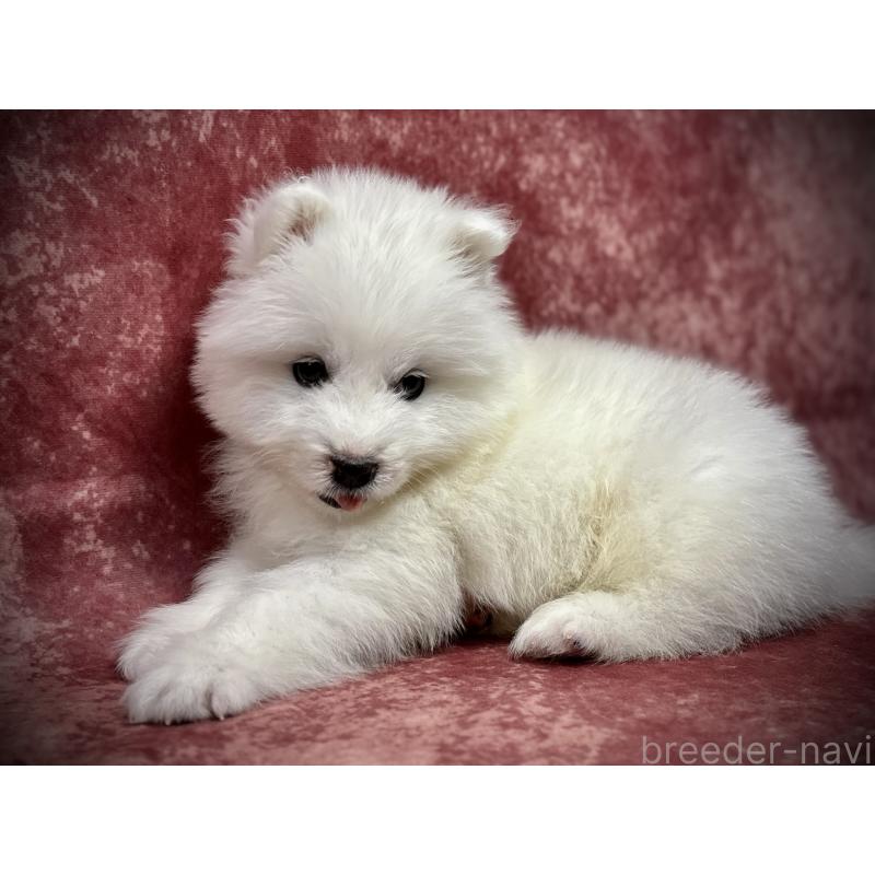 販売中の埼玉県のサモエド-448481の8枚目