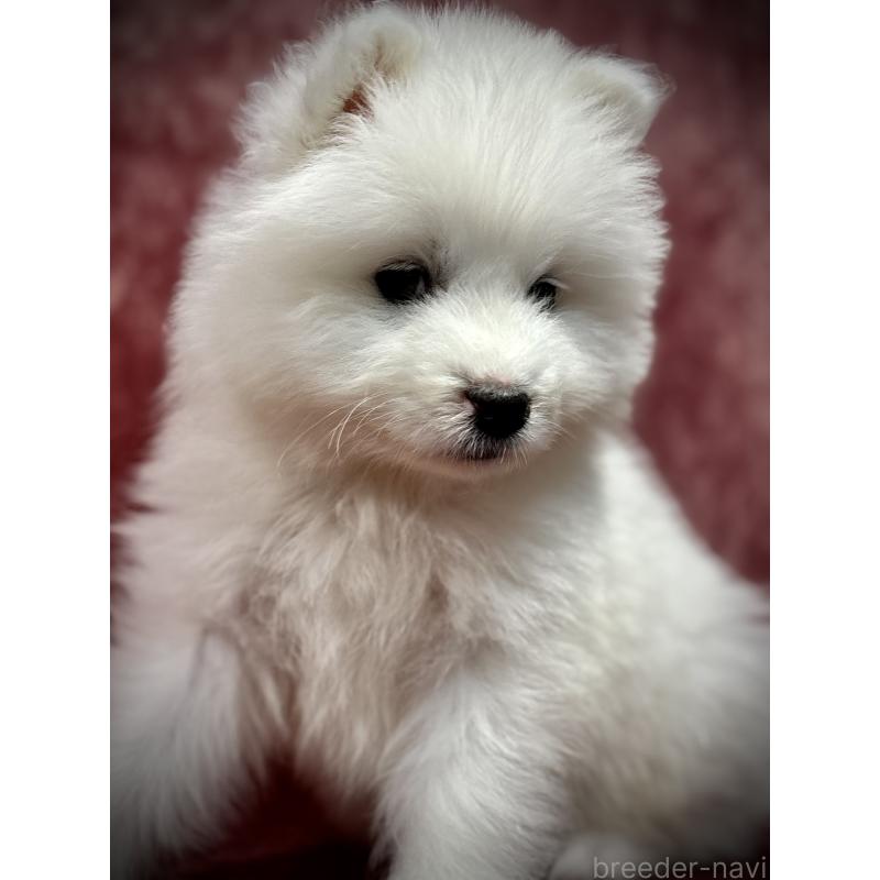 販売中の埼玉県のサモエド-448481の7枚目