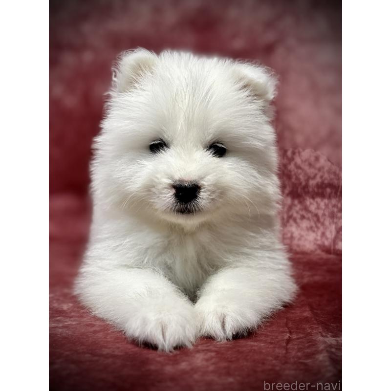 販売中の埼玉県のサモエド-448481の5枚目