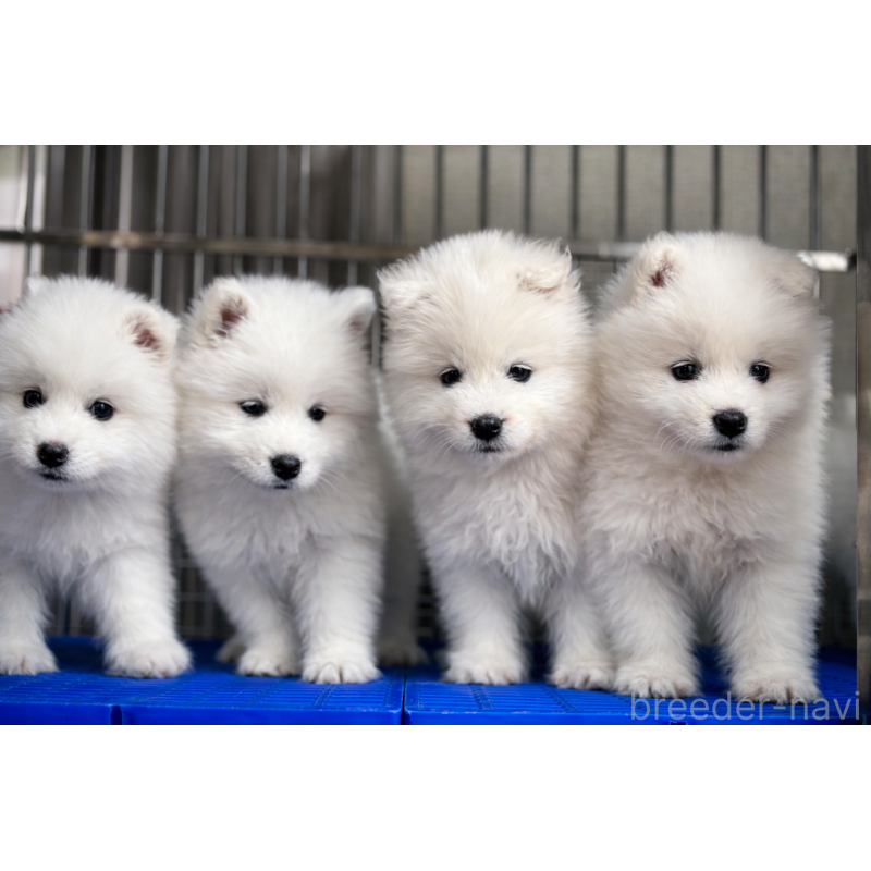 販売中の埼玉県のサモエド-448481の3枚目