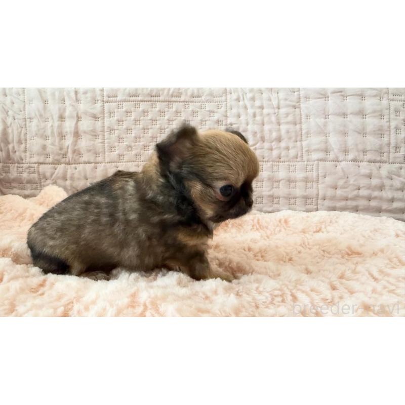 販売中の埼玉県のチワワ(ロングコート)-448483の9枚目