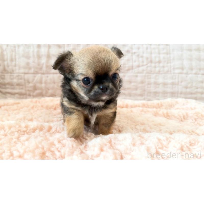 販売中の埼玉県のチワワ(ロングコート)-448483の8枚目